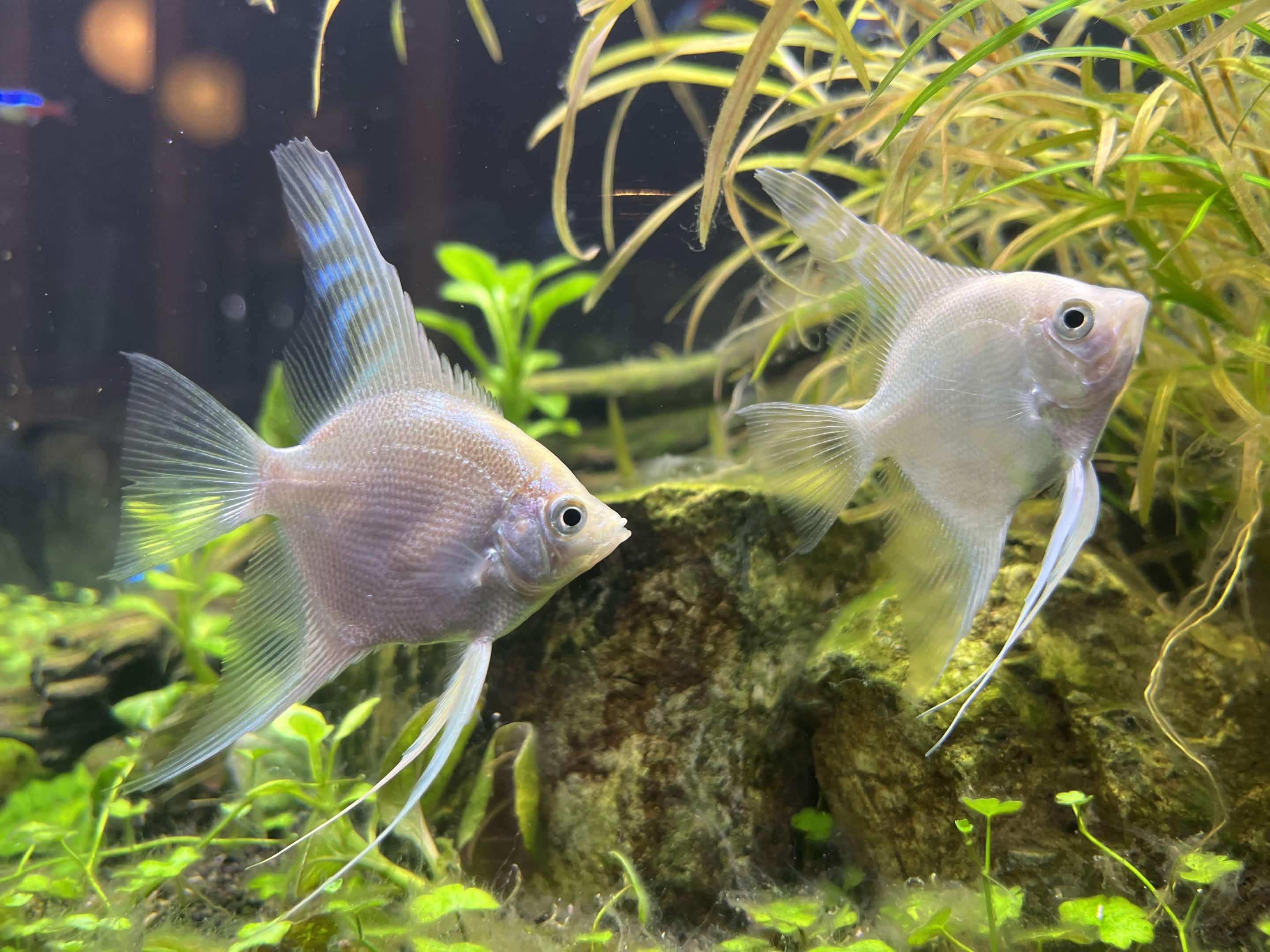 RiOの水槽の様子(魚)