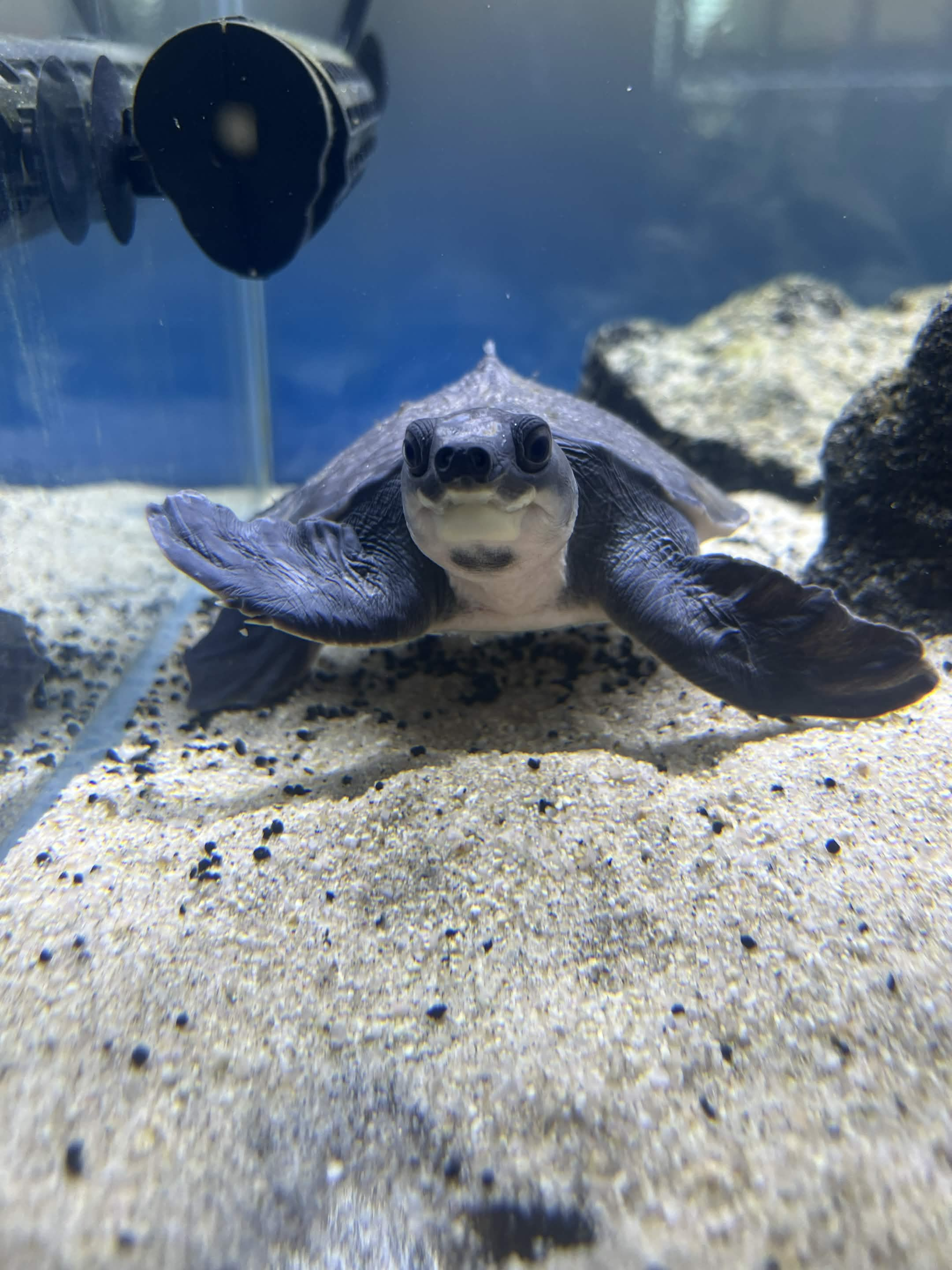 RiOの水槽の様子(カメ)